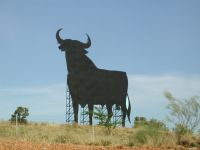 Osborne bull